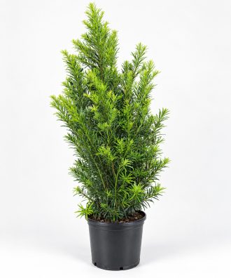 Healthy 7-gallon Podocarpus privacy hedge plant for sale in Orlando FL