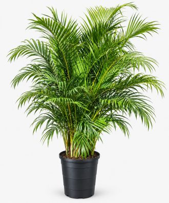Fresh Areca Palm plant in a black nursery pot