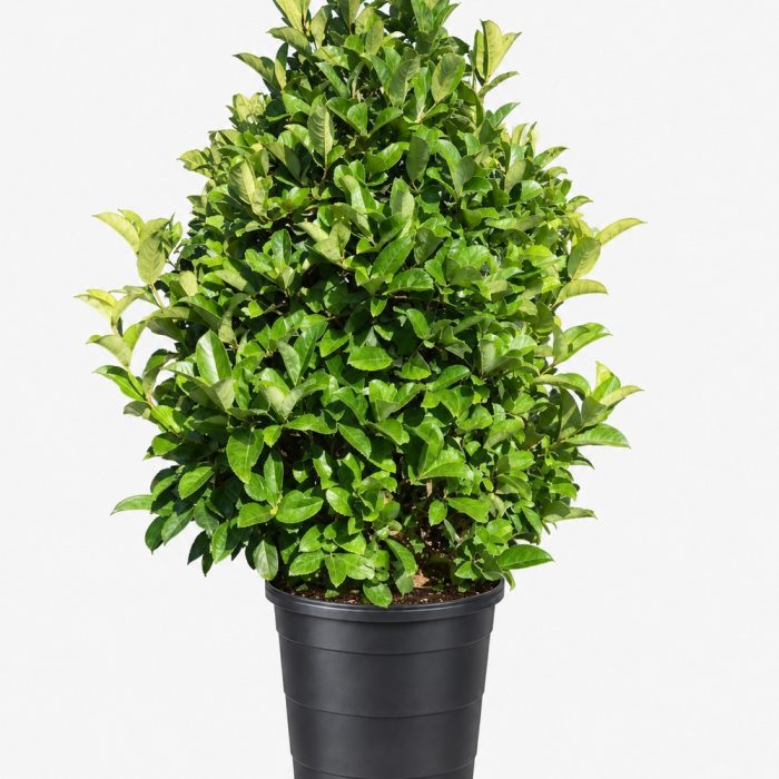 Viburnum