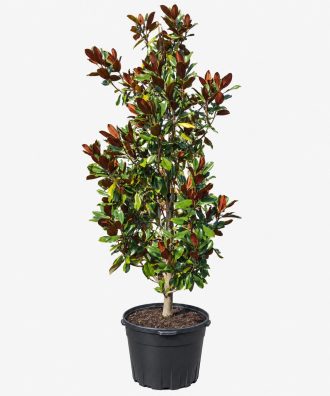 30-gallon Southern magnolia tree with glossy green and bronze foliage in Orlando, FL