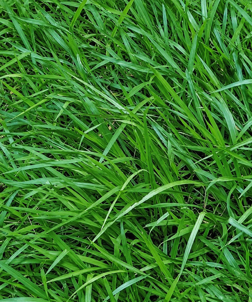 Illustrative close-up of Bahia grass blades