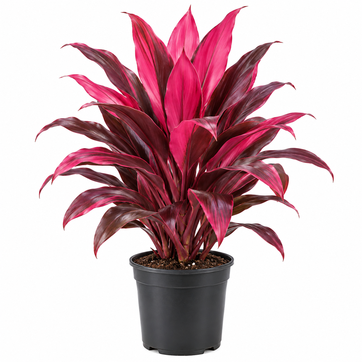 Cordyline Red Sister