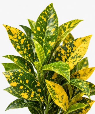 croton-gold-dust-leaf-close-up