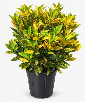 Croton “Gold Dust”
