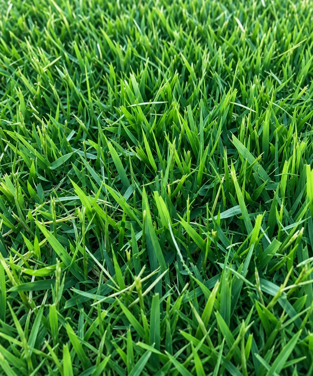 Illustrative close-up of dense Zoysia grass