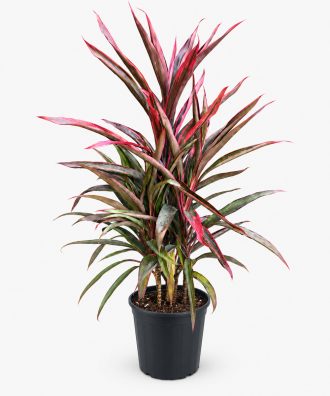 Hawaiian Ti Hot Pepper plant in a black nursery pot