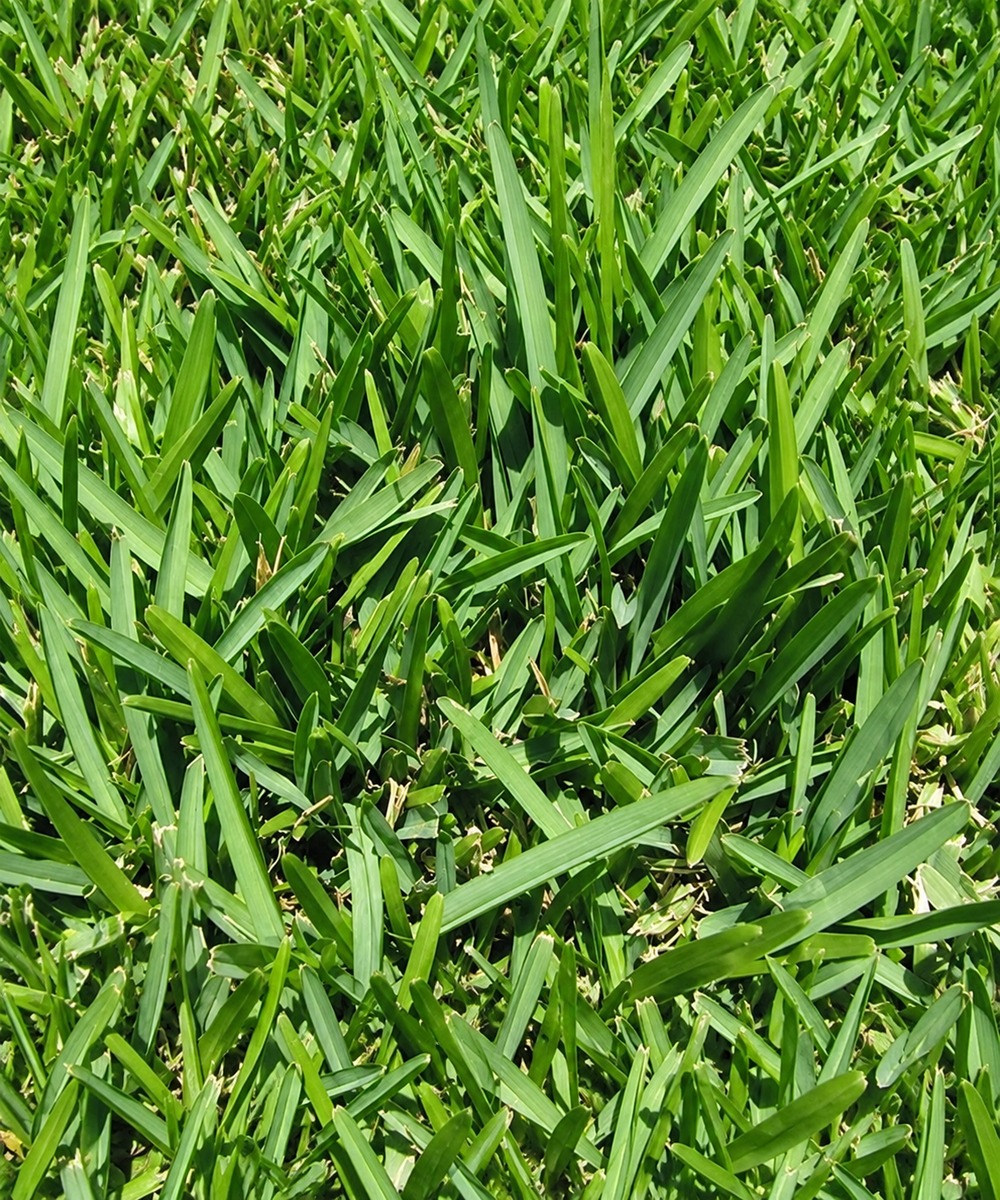 Broad green Floratam grass blades
