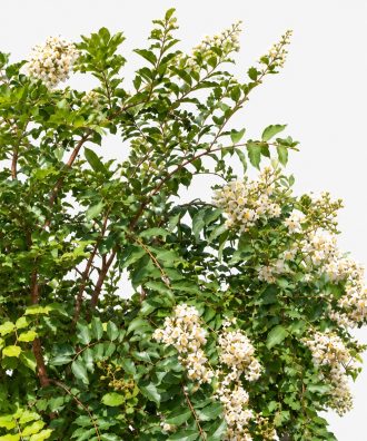 white-crape-myrtle-flower-close-up-orlando-fl