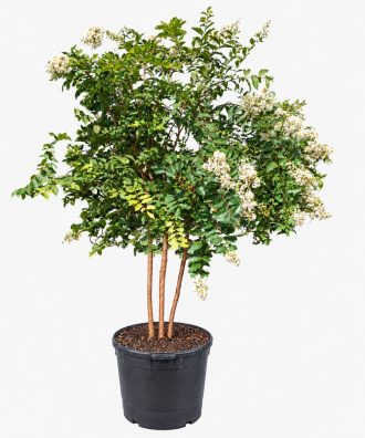 White-flowering multi-trunk Crape Myrtle tree in a black nursery container, Orlando FL